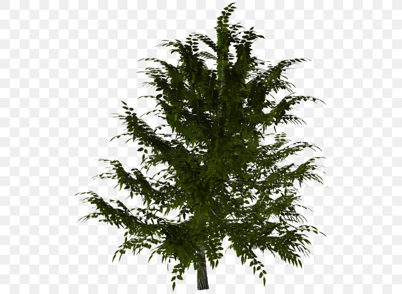 Spruce Larch Fir Evergreen Twig, PNG, 525x600px, Spruce, Branch, Conifer, Evergreen, Fir Download Free