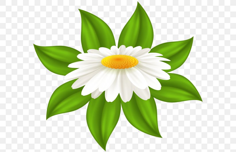 Common Daisy Television Clip Art, PNG, 600x529px, Common Daisy, Art Museum, Daisy, Daisy Family, Dream Download Free