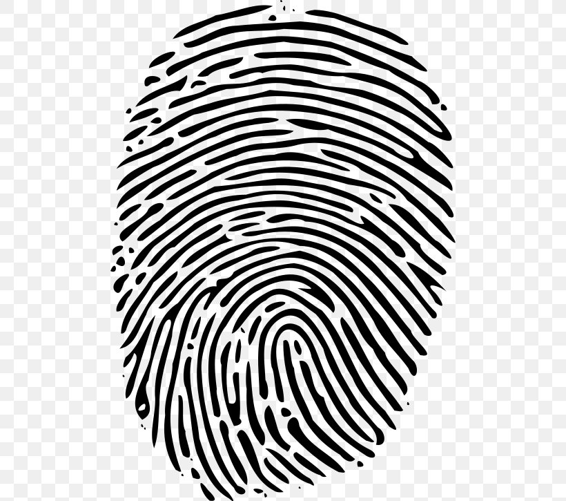 Fingerprint Clip Art, PNG, 500x725px, Fingerprint, Area, Black, Black And White, Finger Download Free