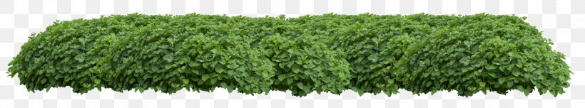 Hedge Ornamental Plant Stock Photography Royalty-free, PNG, 1920x358px, Hedge, Fence, Fotolia, Grass, Grass Family Download Free