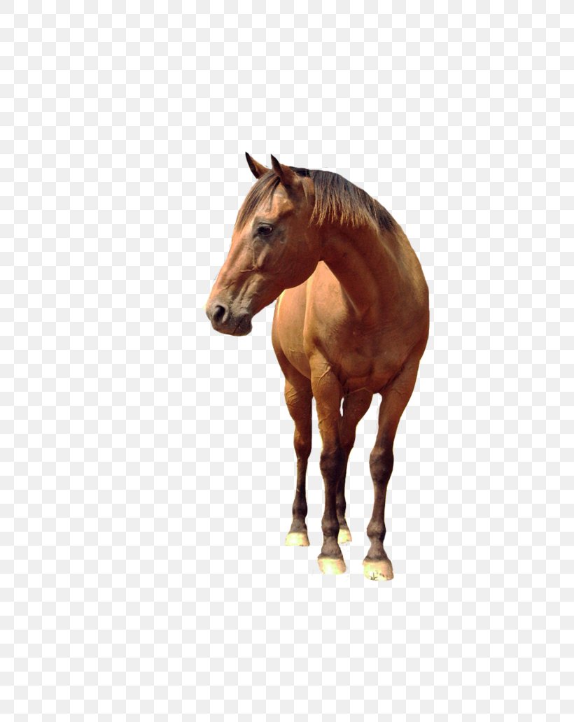 Horse, PNG, 774x1032px, Horse, Bit, Bridle, Colt, Equestrian Download Free