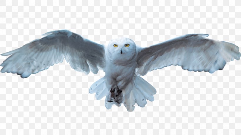 Snowy Owl Bird, PNG, 891x500px, Owl, Beak, Bird, Bird Of Prey, Fauna Download Free