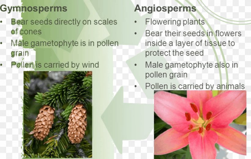 Tree Flowering Plant Gametophyte, PNG, 949x602px, Tree, Flora, Flower, Flowering Plant, Gametophyte Download Free
