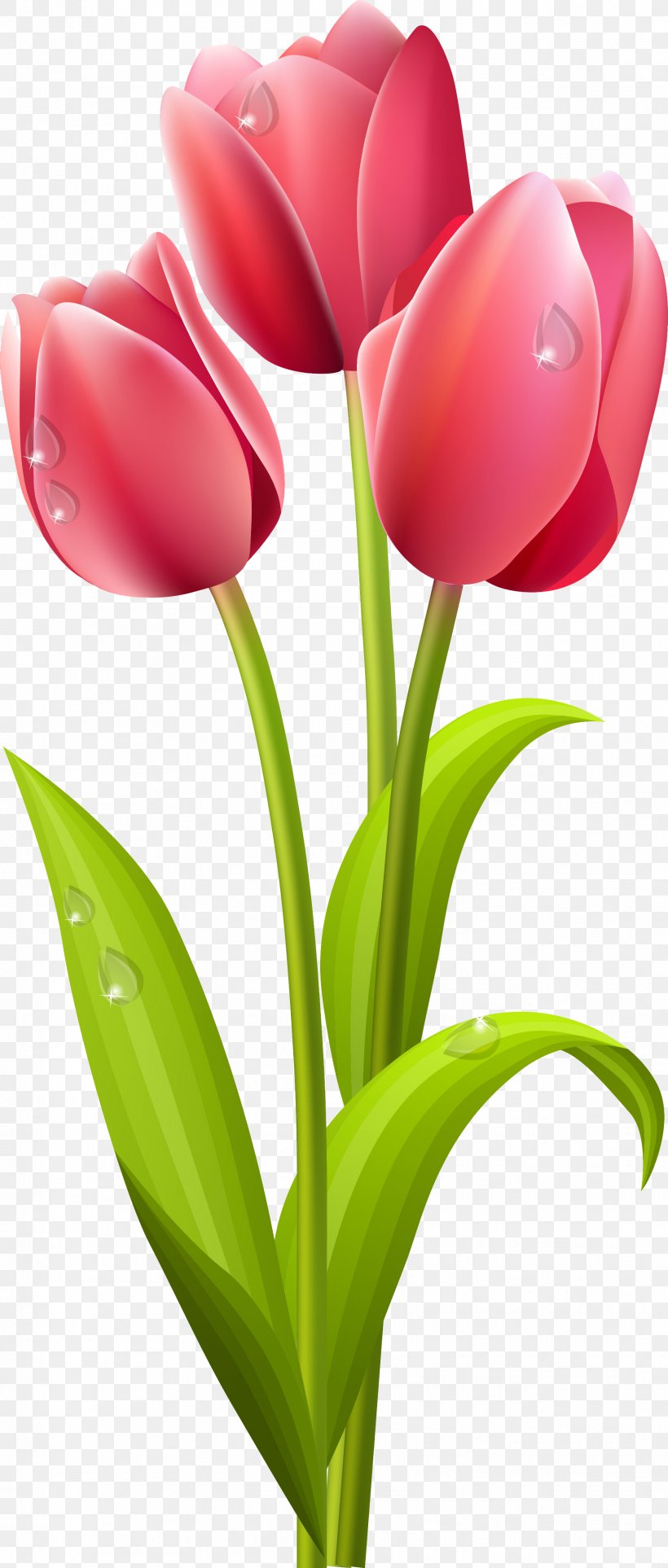 Tulip Cut Flowers Clip Art, PNG, 1863x4378px, Tulip, Art, Color, Cut Flowers, Floral Design Download Free