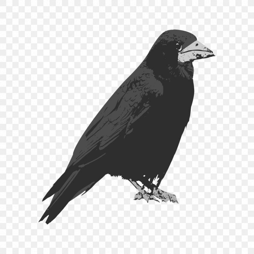 Rook Bird Common Raven Clip Art, PNG, 900x900px, Rook, American Crow, Beak, Bird, Black And White Download Free