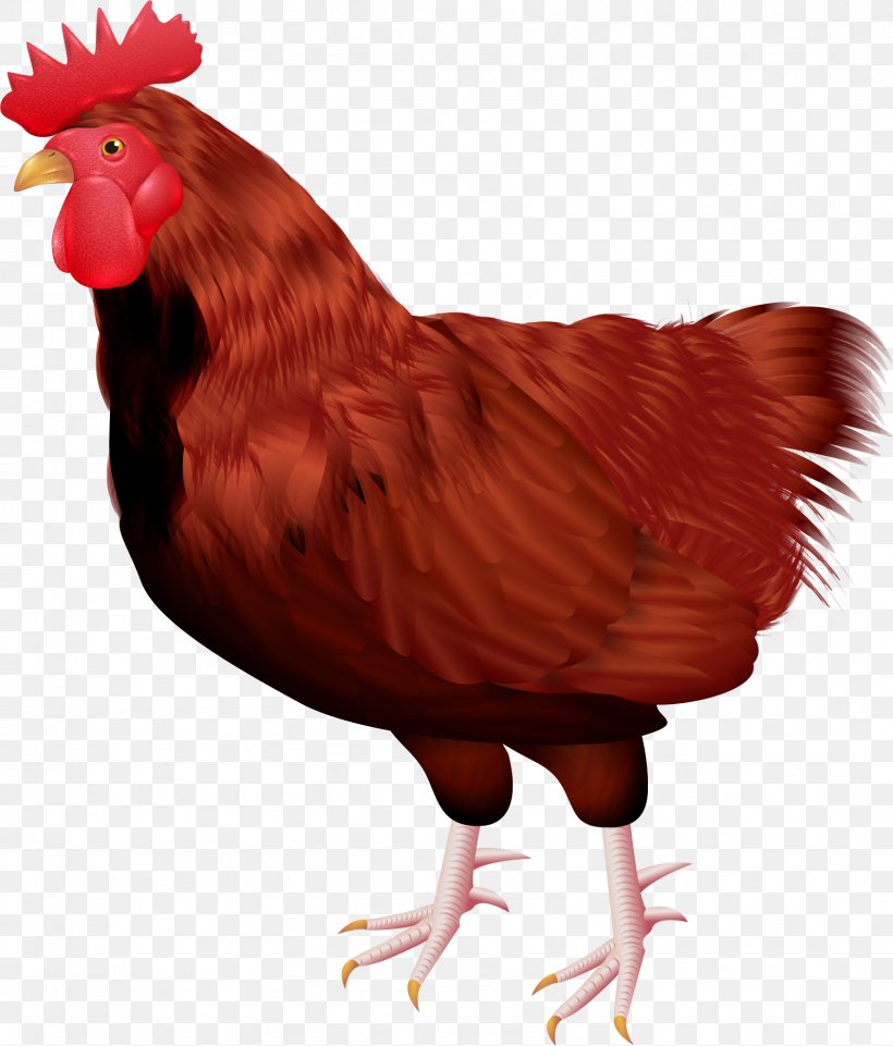 Rooster Chicken Bird Feather Clip Art, PNG, 1592x1867px, Rooster, Animal, Beak, Bird, Chicken Download Free