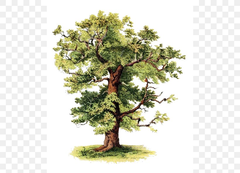 Tree Farm Oak Pine Clip Art, PNG, 500x592px, Tree, Antique, Avocado, Bonsai, Branch Download Free