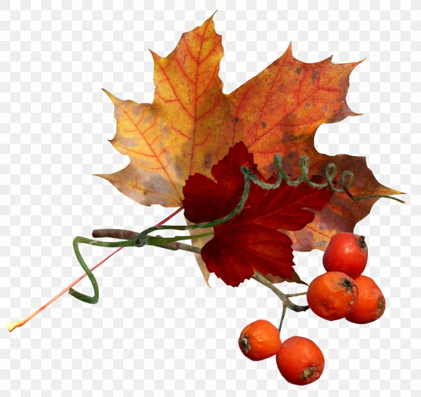 Autumn Flower Clip Art, PNG, 1600x1511px, Autumn, Branch, Flower, Fruit, Leaf Download Free