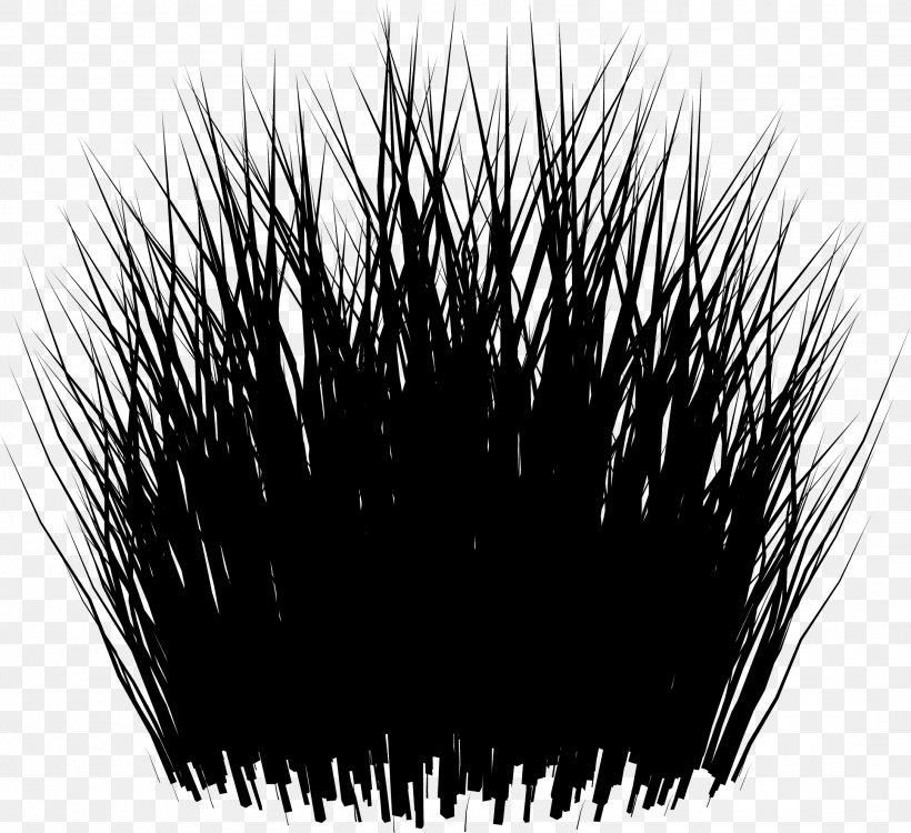 Black M, PNG, 2167x1984px, Black M, Black, Grass, Iris, Sea Urchin Download Free