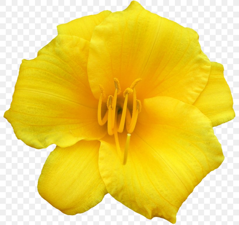 Common Evening-primrose, PNG, 800x773px, Common Eveningprimrose, Daylily, Evening Primrose, Flower, Flowering Plant Download Free