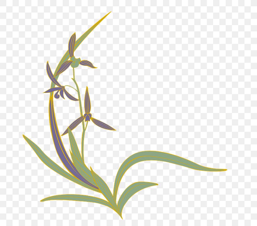 Flowering Plant Grasses Slipper Orchids, PNG, 720x720px, Flower, Flora, Flowering Plant, Four Gentlemen, Grass Download Free