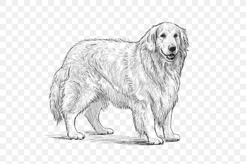 Golden Retriever Dog Breed Sketch Companion Dog Vector Graphics, PNG, 600x549px, Golden Retriever, Artwork, Black And White, Carnivoran, Companion Dog Download Free