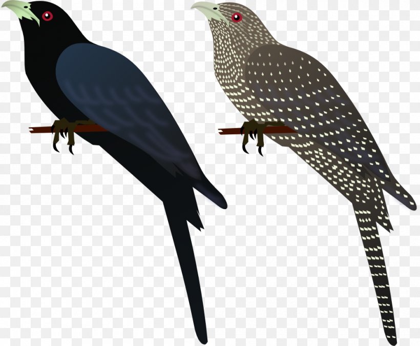 Bird Common Myna Finches Asian Koel Indian Roller, PNG, 1000x824px, Bird, Asian Koel, Bank Myna, Beak, Black Drongo Download Free