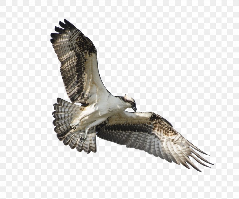 Bird Of Prey Flight Osprey Wing, PNG, 1920x1601px, Bird, Accipitriformes, Beak, Bell Boeing V22 Osprey, Bird Of Prey Download Free