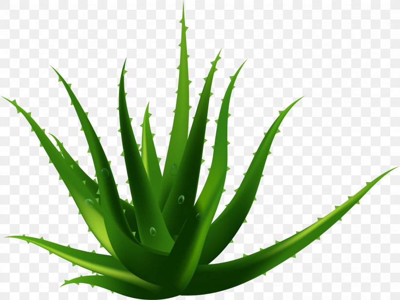 Aloe Vera Plant Euclidean Vector, PNG, 3221x2423px, Aloe Vera, Agave Azul, Aloe, Flowering Plant, Flowerpot Download Free
