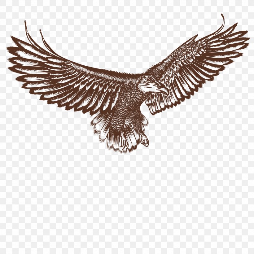 Bald Eagle Hawk Bird, PNG, 1500x1500px, Bald Eagle, Accipitriformes, Beak, Bird, Bird Of Prey Download Free