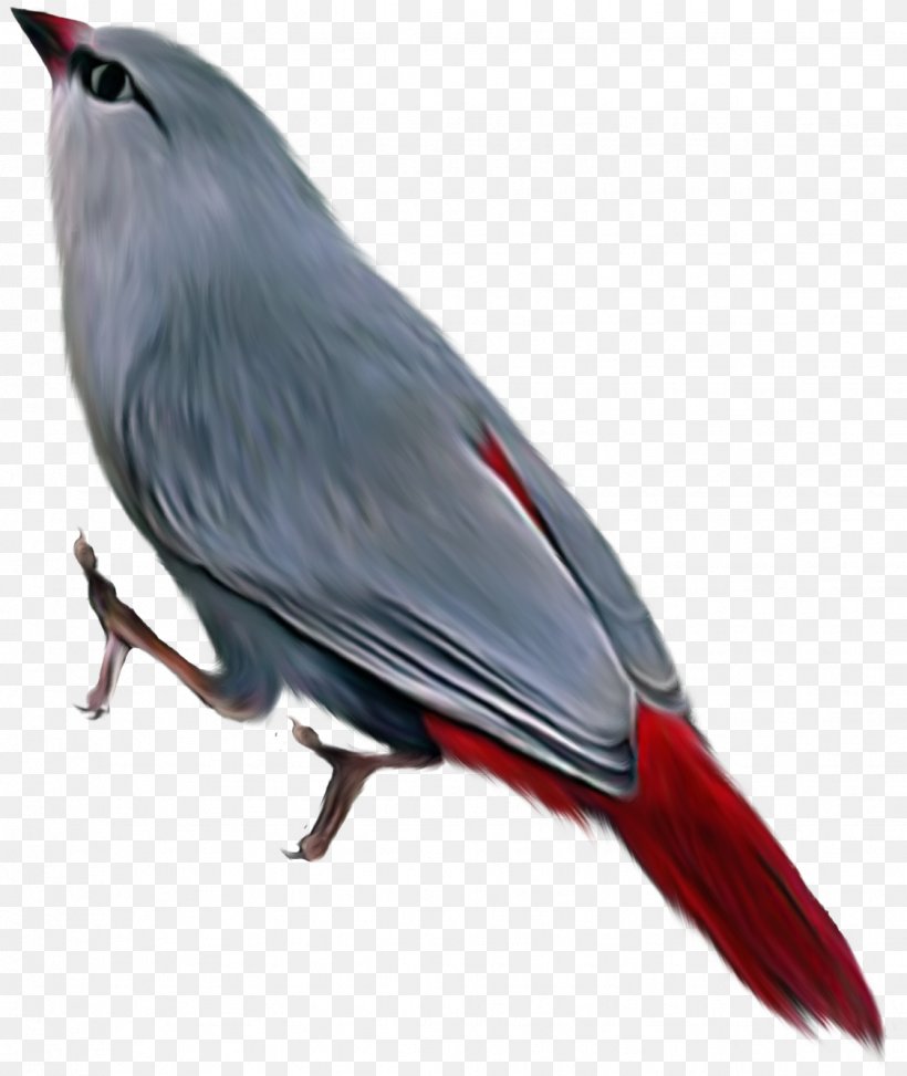 Bird Clip Art, PNG, 1124x1335px, Bird, Beak, Endotherm, Fauna, Feather Download Free