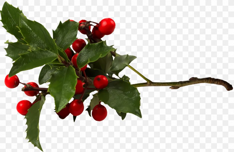 Christmas Holly Ilex Holly, PNG, 1300x842px, Christmas Holly, American Holly, Chinese Hawthorn, Christmas, Flower Download Free