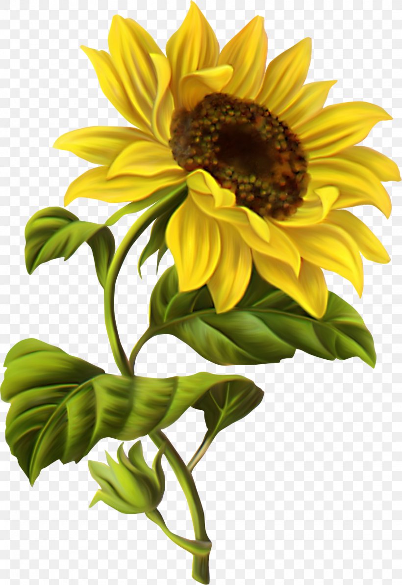 Common Sunflower Drawing Botanical Illustration Watercolor Painting, PNG, 1130x1644px, Common Sunflower, Botanical Illustration, Botany, Cut Flowers, Daisy Family Download Free
