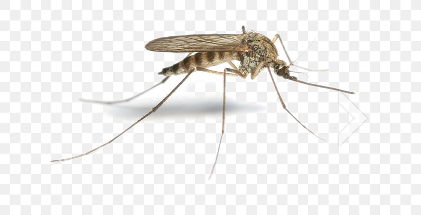 Flying Mosquitoes Pest, PNG, 637x420px, Mosquito, Anopheles Gambiae, Arthropod, Fly, Flying Mosquitoes Download Free