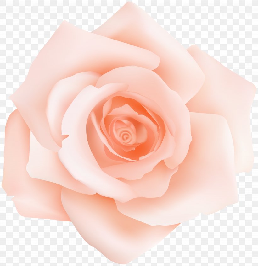Garden Roses Centifolia Roses Pink Petal Flower, PNG, 7733x8000px, Centifolia Roses, Close Up, Cut Flowers, Floribunda, Flower Download Free