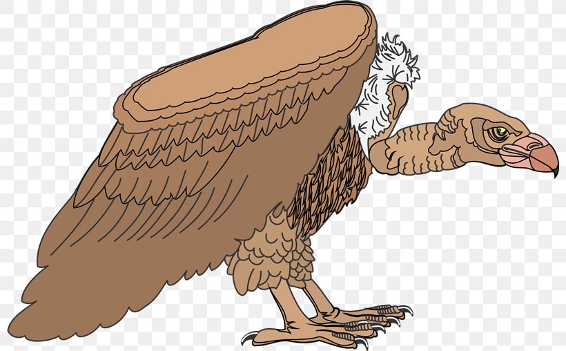 Eagle Vulture Hawk Clip Art, PNG, 800x508px, Eagle, Beak, Bird, Bird Of Prey, Chicken Download Free