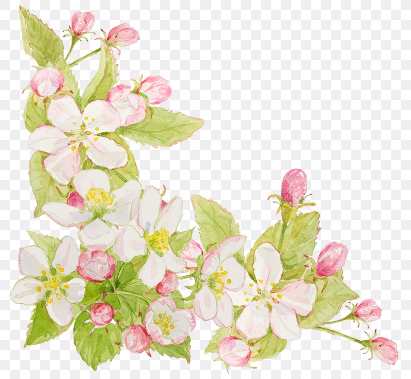 Flower Clip Art, PNG, 800x757px, Flower, Blossom, Branch, Cherry Blossom, Color Download Free