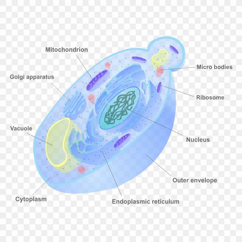 Fungal Cell Diagram