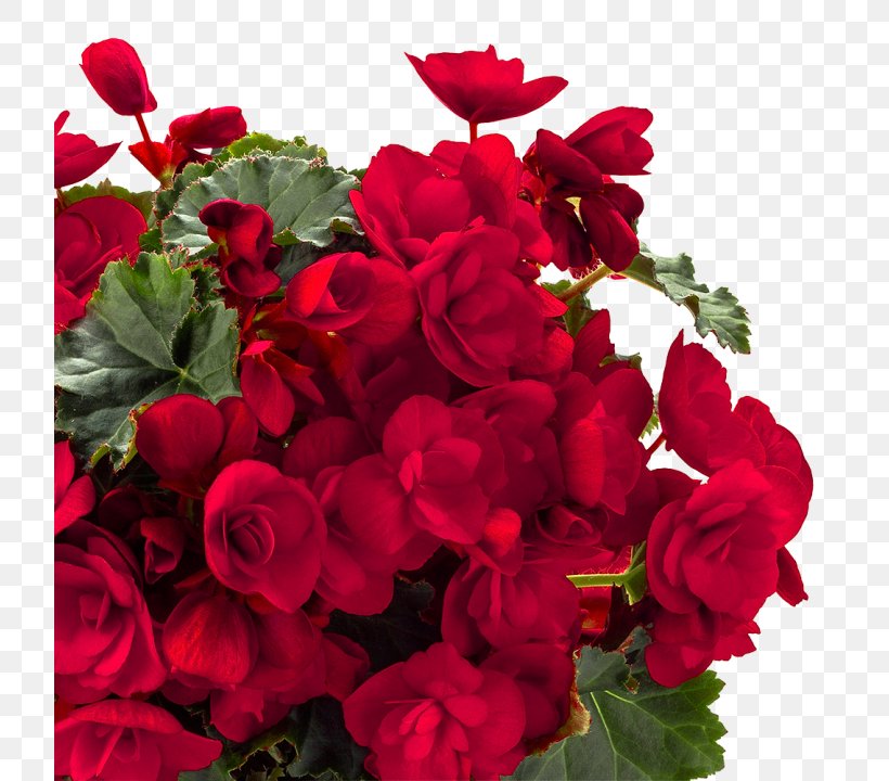 Garden Roses Centifolia Roses Red Wax Begonia Flower, PNG, 720x720px, Garden Roses, Annual Plant, Begonia, Cachepot, Centifolia Roses Download Free