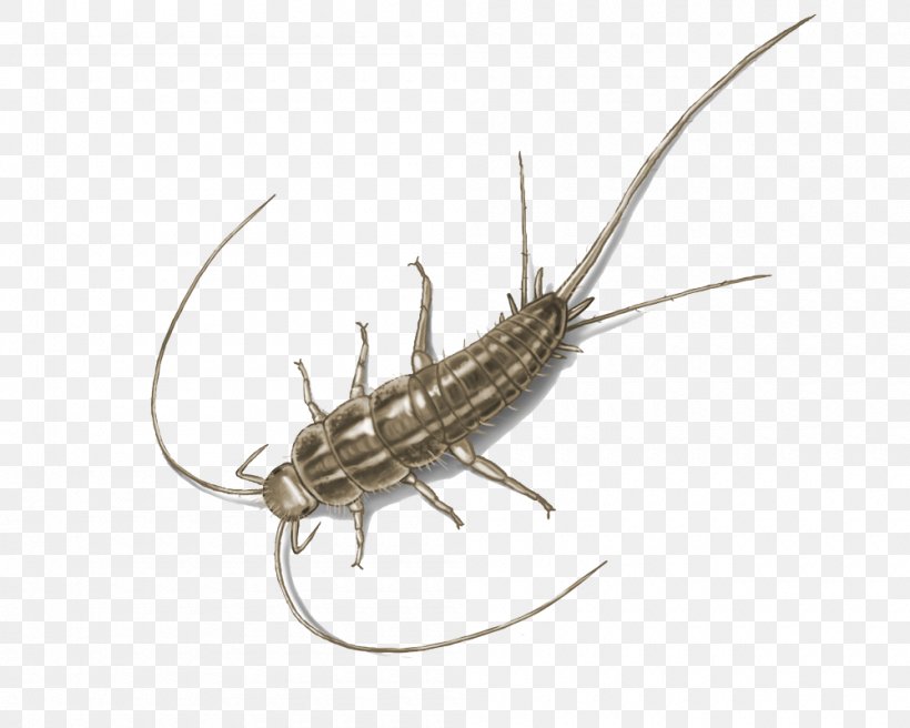 Insect Silverfish Pest Control Firebrat, PNG, 1000x800px, Insect, Bed Bug, Centipedes, Color, House Download Free