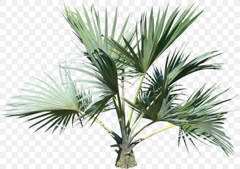 Palm Tree, PNG, 1000x705px, Plant, Arecales, Leaf, Palm Tree, Paurotis Palm Download Free