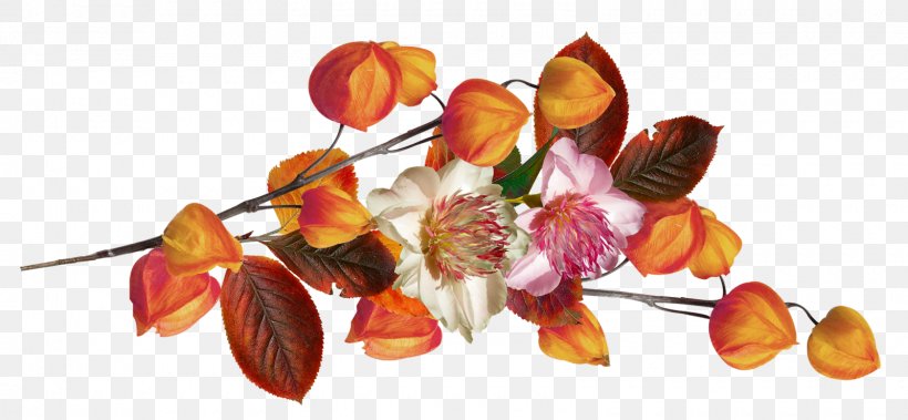 Clip Art Chinese Lantern Autumn Fruit, PNG, 1600x741px, Chinese Lantern, Autumn, Cut Flowers, Flower, Flowering Plant Download Free