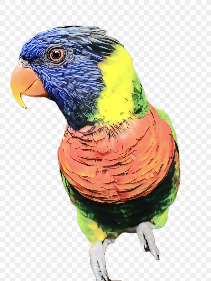 Colorful Background, PNG, 1732x2308px, Parrot, Beak, Bird, Budgie, Colorful Download Free