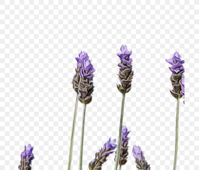 Lavender, PNG, 700x700px, Watercolor, Biology, English Lavender, Flower, French Lavender Download Free