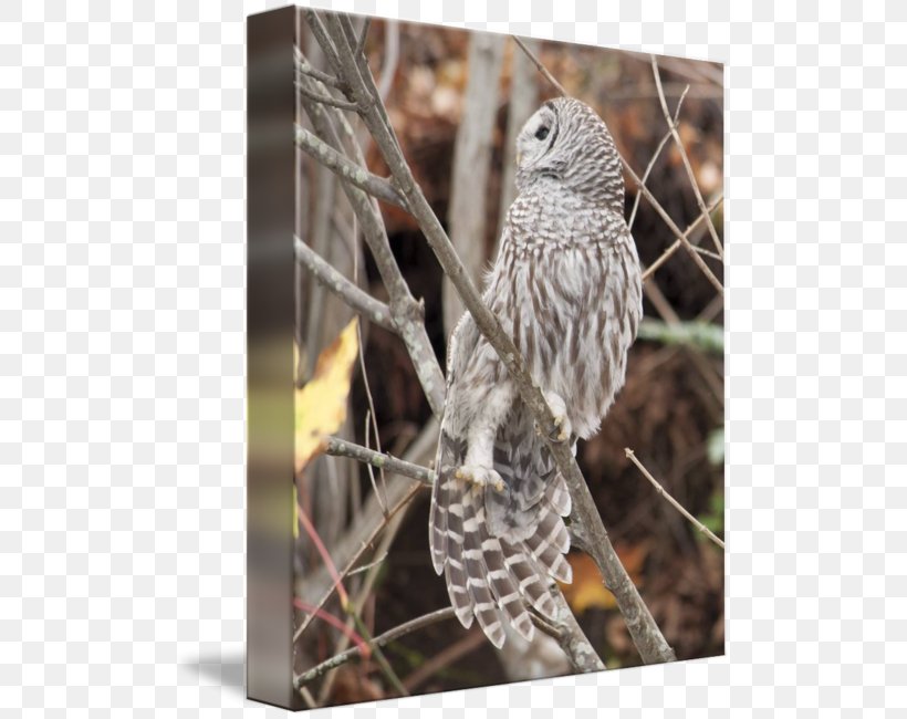 Owl Fauna Hawk Feather Beak, PNG, 505x650px, Owl, Beak, Bird, Bird Of Prey, Branch Download Free