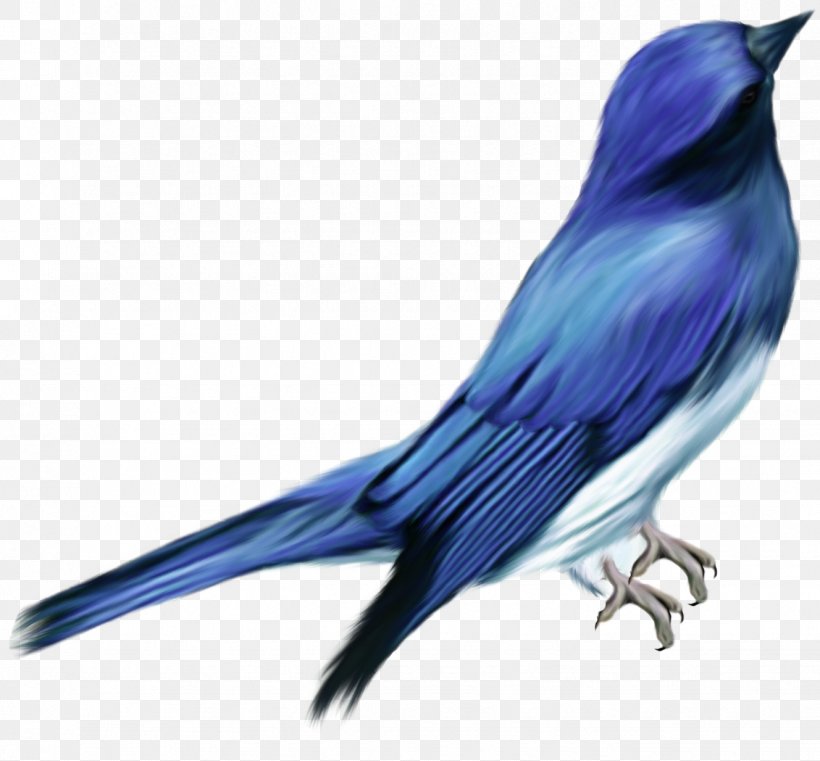 Bird, PNG, 1328x1234px, Bird, Beak, Blue, Blue Jay, Bluebird Download Free