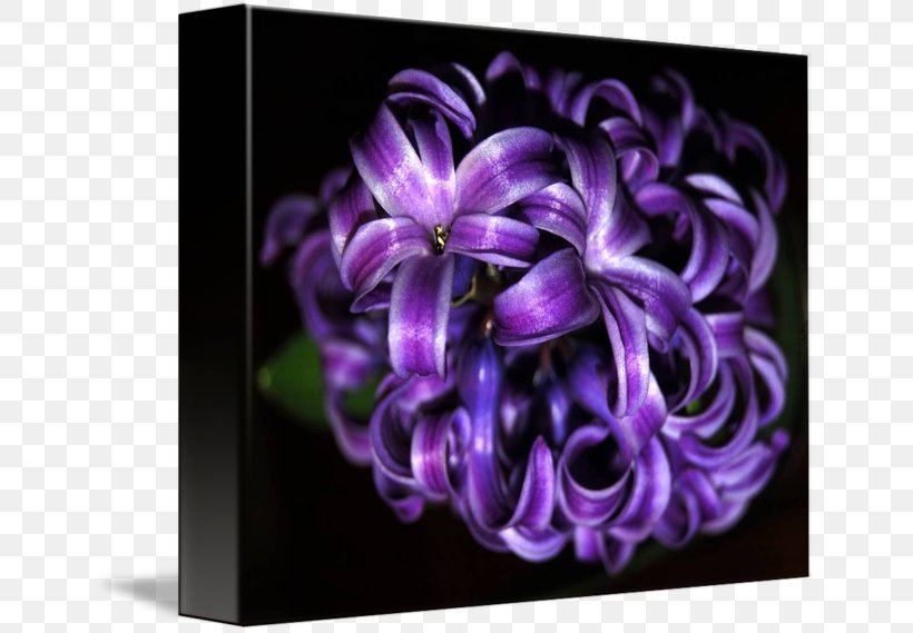 Hyacinth Floral Design Petal Flower, PNG, 650x569px, Hyacinth, Floral Design, Flower, Flowering Plant, Lilac Download Free