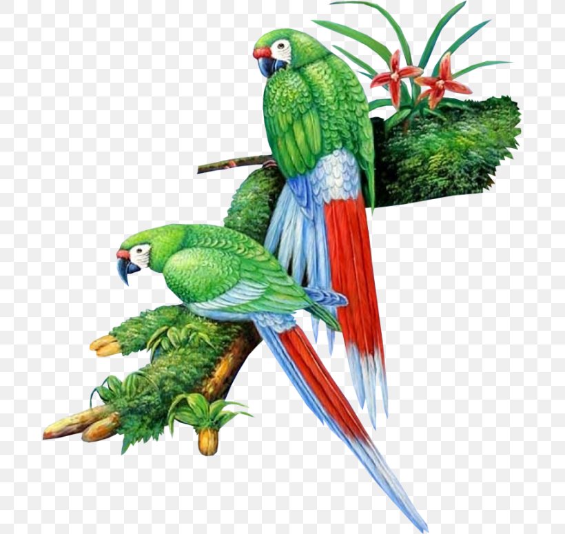 Lovebird Parrot Cygnini, PNG, 697x775px, Bird, Animal, Art, Beak, Bird Food Download Free