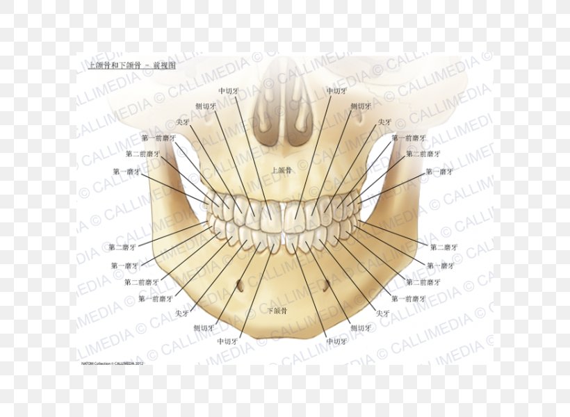 Maxilla Mandible Anatomy Human Body Bone, PNG, 600x600px, Watercolor, Cartoon, Flower, Frame, Heart Download Free