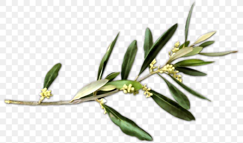 Olive Branch Petition Peace Symbols, PNG, 800x483px, Olive Branch Petition, Branch, Doves As Symbols, Flower, Flowering Plant Download Free
