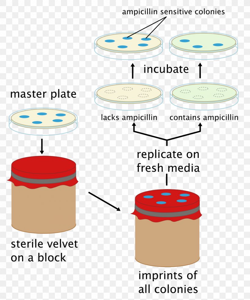Replica Plating Microbiological Culture Microorganism Bacteria Posiew, PNG, 1200x1440px, Microbiological Culture, Agar, Agar Plate, Ampicillin, Antibiotics Download Free