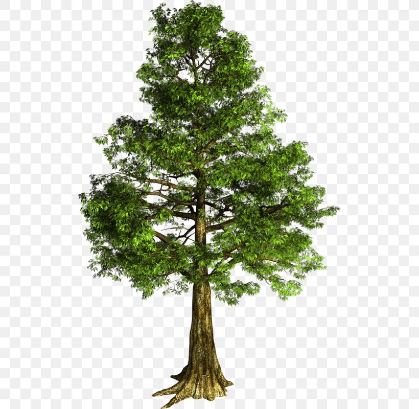 Rowan Tree Mediterranean Cypress Clip Art, PNG, 515x800px, Rowan, Branch, Cedar, Conifer, Cupressus Download Free