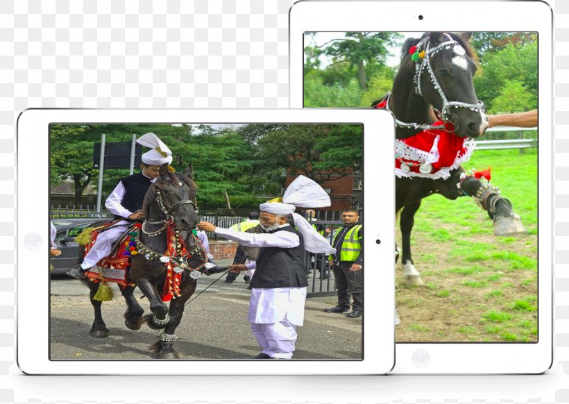 Stallion Rein Equestrian Sport Racing, PNG, 1170x831px, Stallion, Adventure, Adventure Film, Equestrian, Equestrian Sport Download Free