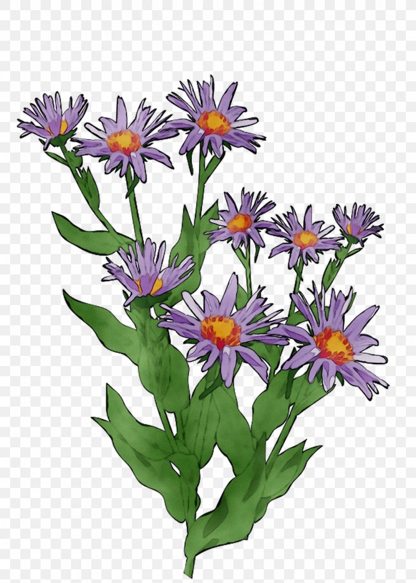 Annual Plant Herbaceous Plant Purple Plants, PNG, 1071x1499px, Annual Plant, African Daisy, Alpine Aster, Aster, Botany Download Free