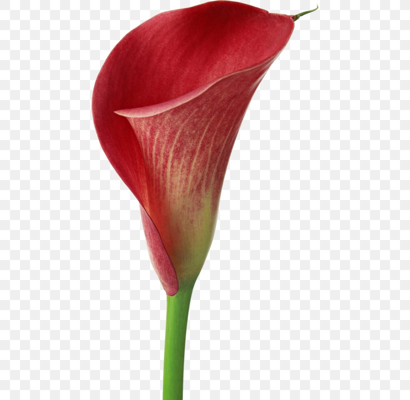 Arum-lily Easter Lily Flower Callalily Zantedeschia Rehmannii, PNG, 454x800px, Arumlily, Alismatales, Arum, Arum Lilies, Calla Lily Download Free
