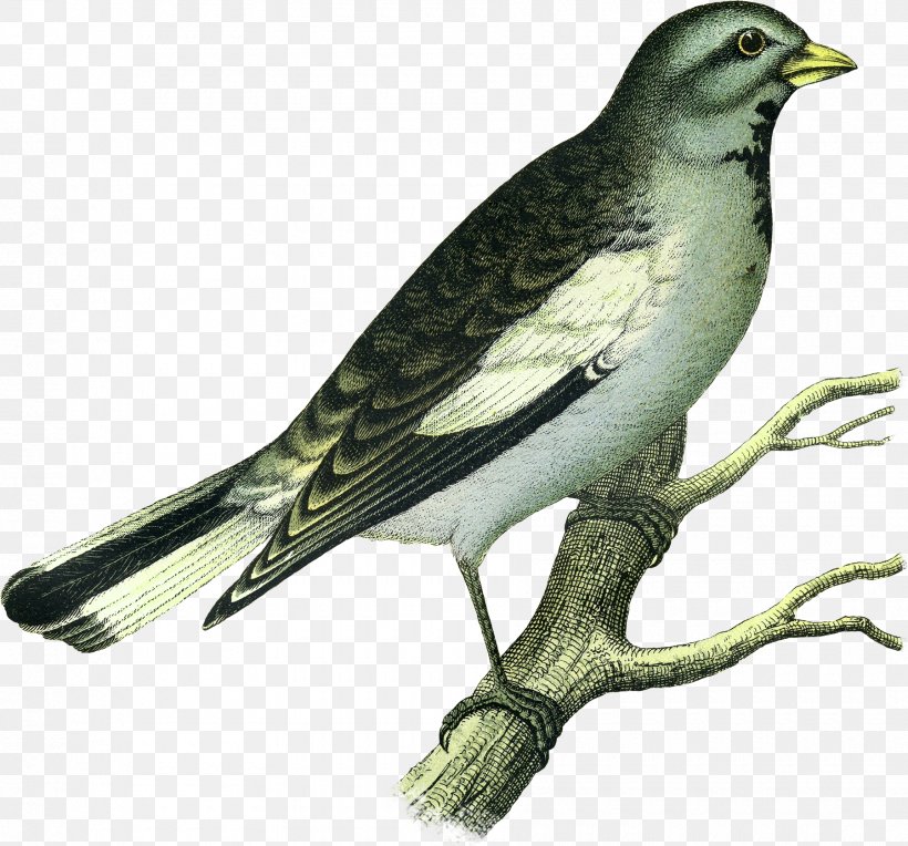 Common Nightingale Bird The Nightingale And The Rose Fairy Tale Passerine, PNG, 1800x1679px, Common Nightingale, American Sparrows, Animal, Beak, Bird Download Free