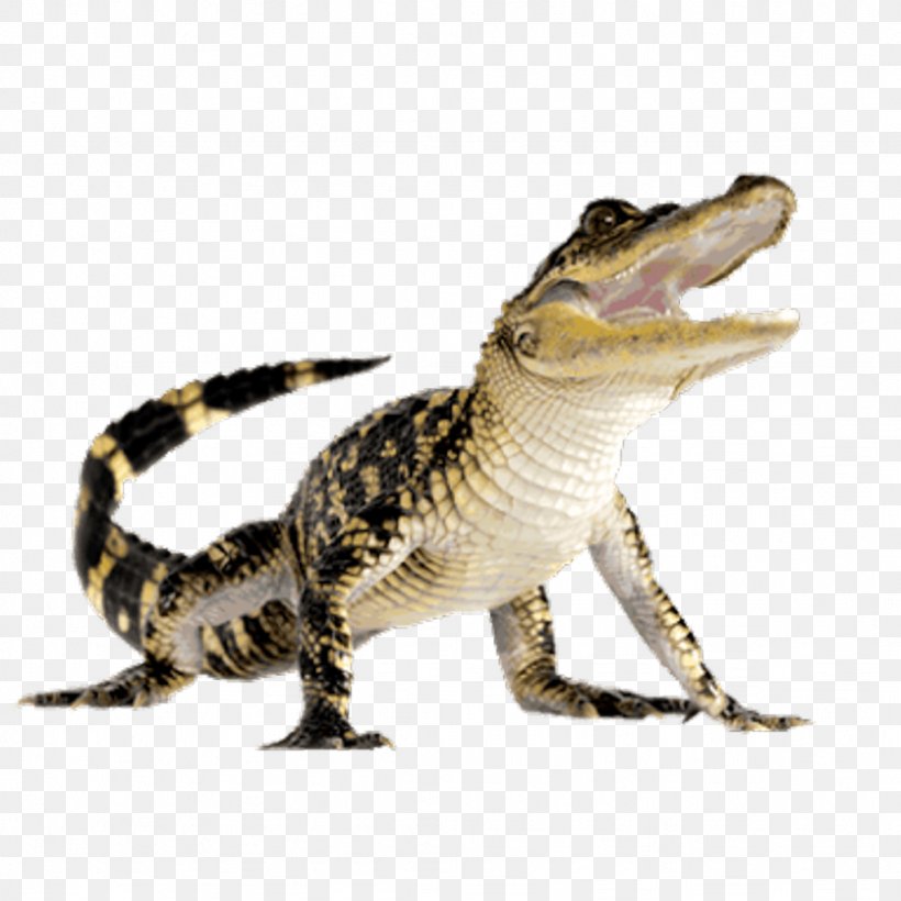 Crocodiles American Alligator, PNG, 1024x1024px, Crocodile, Alligator, American Alligator, Animal, Animal Figure Download Free