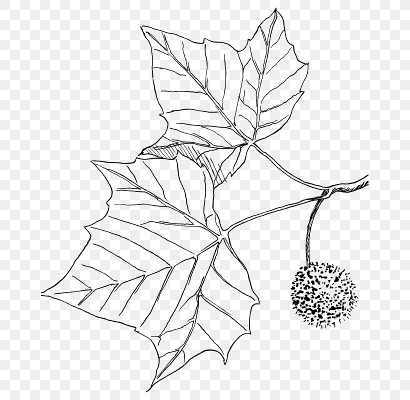 Drawing Line Art, PNG, 687x800px, Drawing, American Sycamore, Artwork, Black And White, Branch Download Free