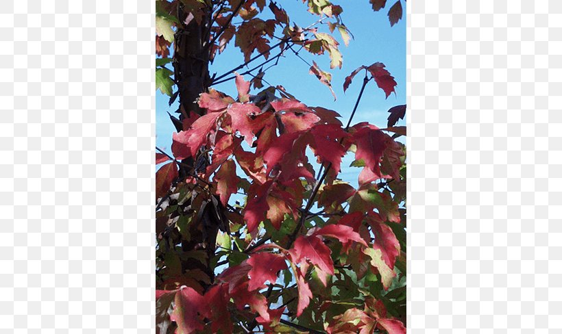 Sugar Maple Tree Branch Nursery Shrub, PNG, 650x488px, Sugar Maple, Autumn, Autumn Leaf Color, Branch, Flora Download Free