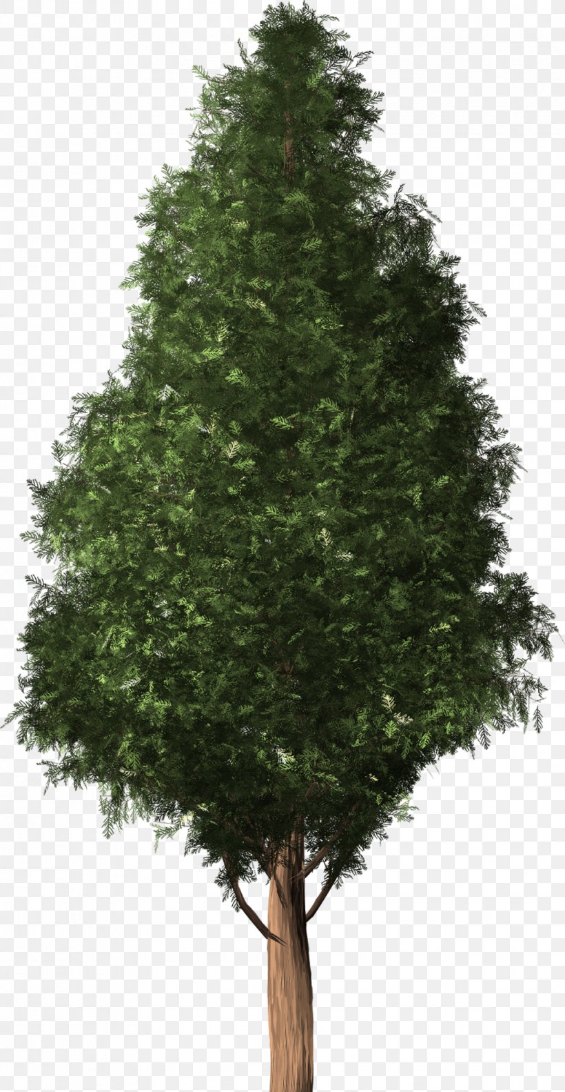 Tree Cedar Austrocedrus Foot Fir, PNG, 1031x1991px, Tree, Austrocedrus, Branch, Callus, Cedar Download Free